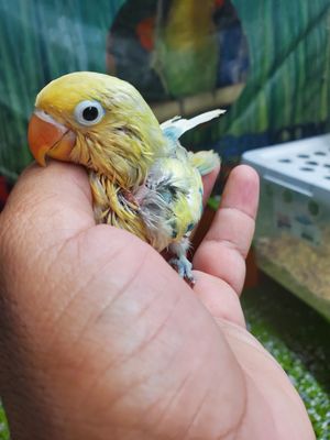 Baby Parblue Handfed Lovebird
