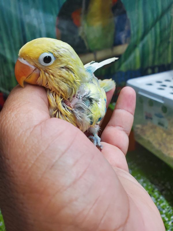 Baby Parblue Handfed Lovebird