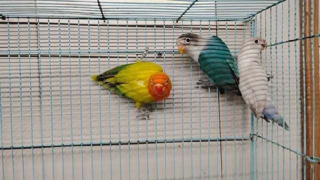3 lovebirds for Agust special