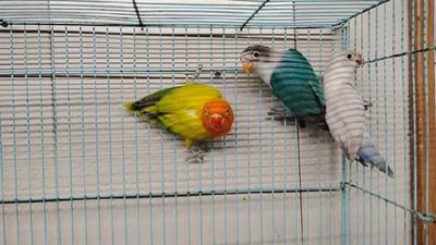 3 lovebirds for Agust special