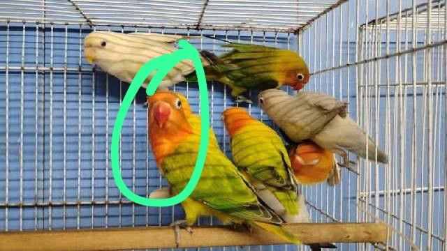 1 lovebird Agust Special