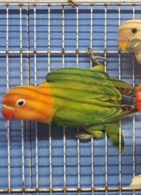1 lovebird Agust special