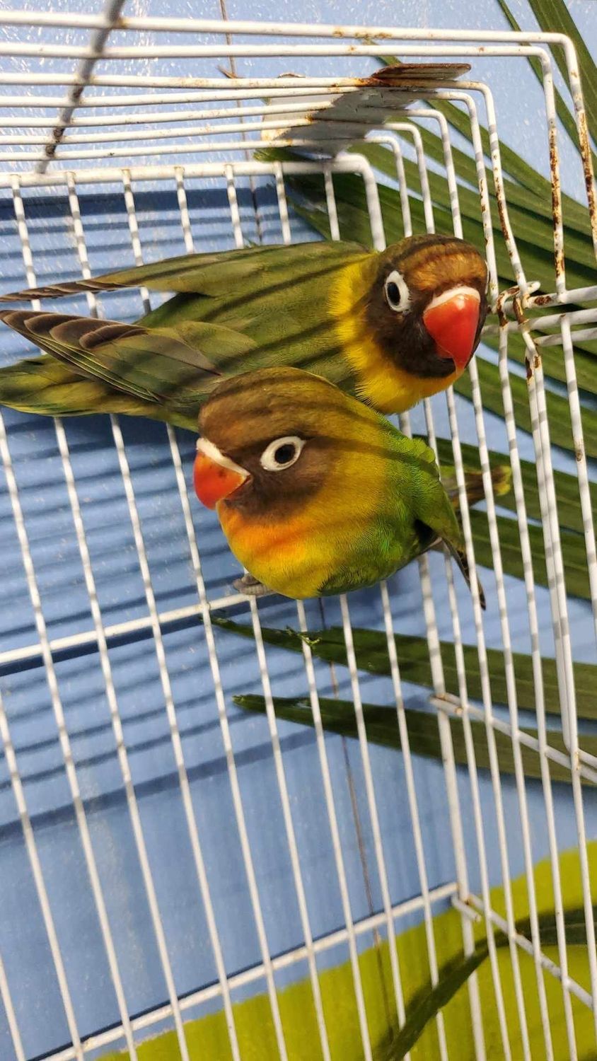 2 Lovebirds Agust Special 1 Blue Quaker