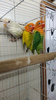 2 lovebirds Agust special
