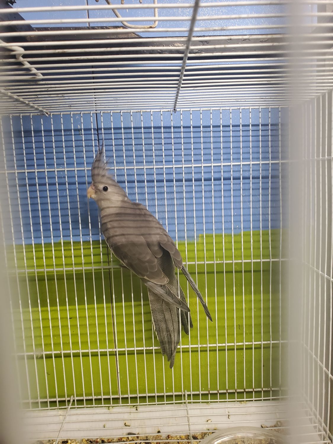 1 cockatiel Agust special