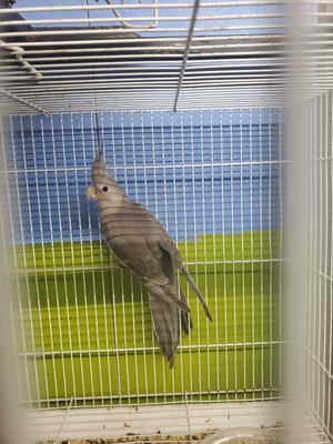 1 cockatiel Agust special