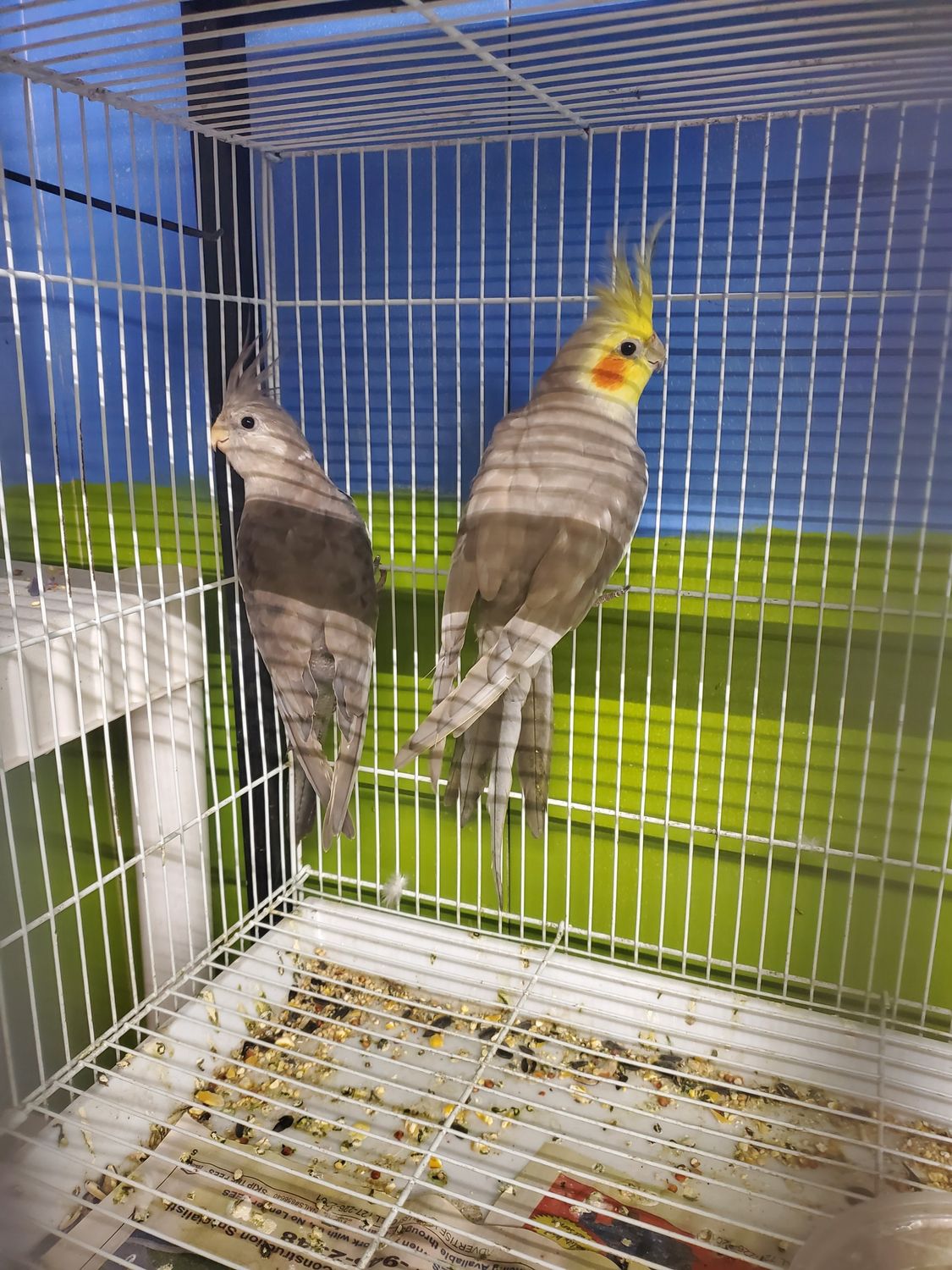 3 cockatiels Agust Special