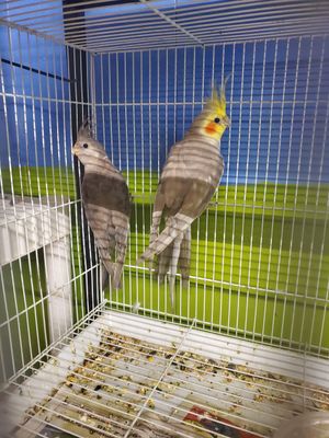 3 cockatiels Agust Special