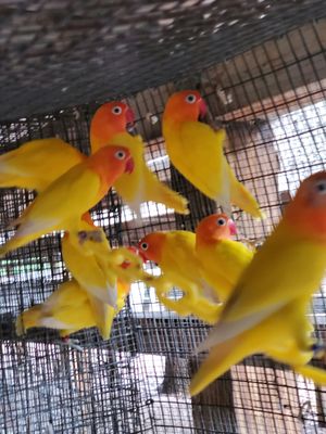 3 Yellow Lovebirds agust special