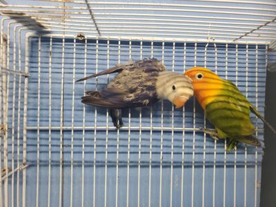 2 lovebirds agust special