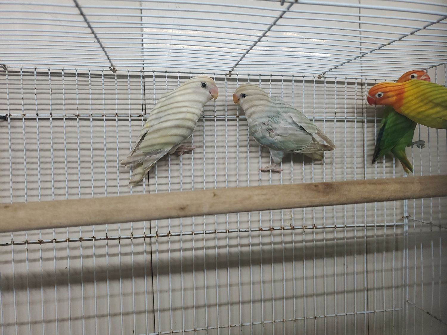 2 Peachface lovebirds agust special