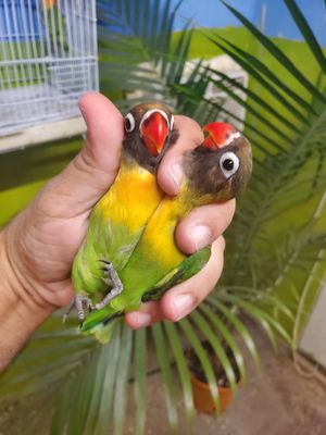 2 black mask Lovebirds Agust Special