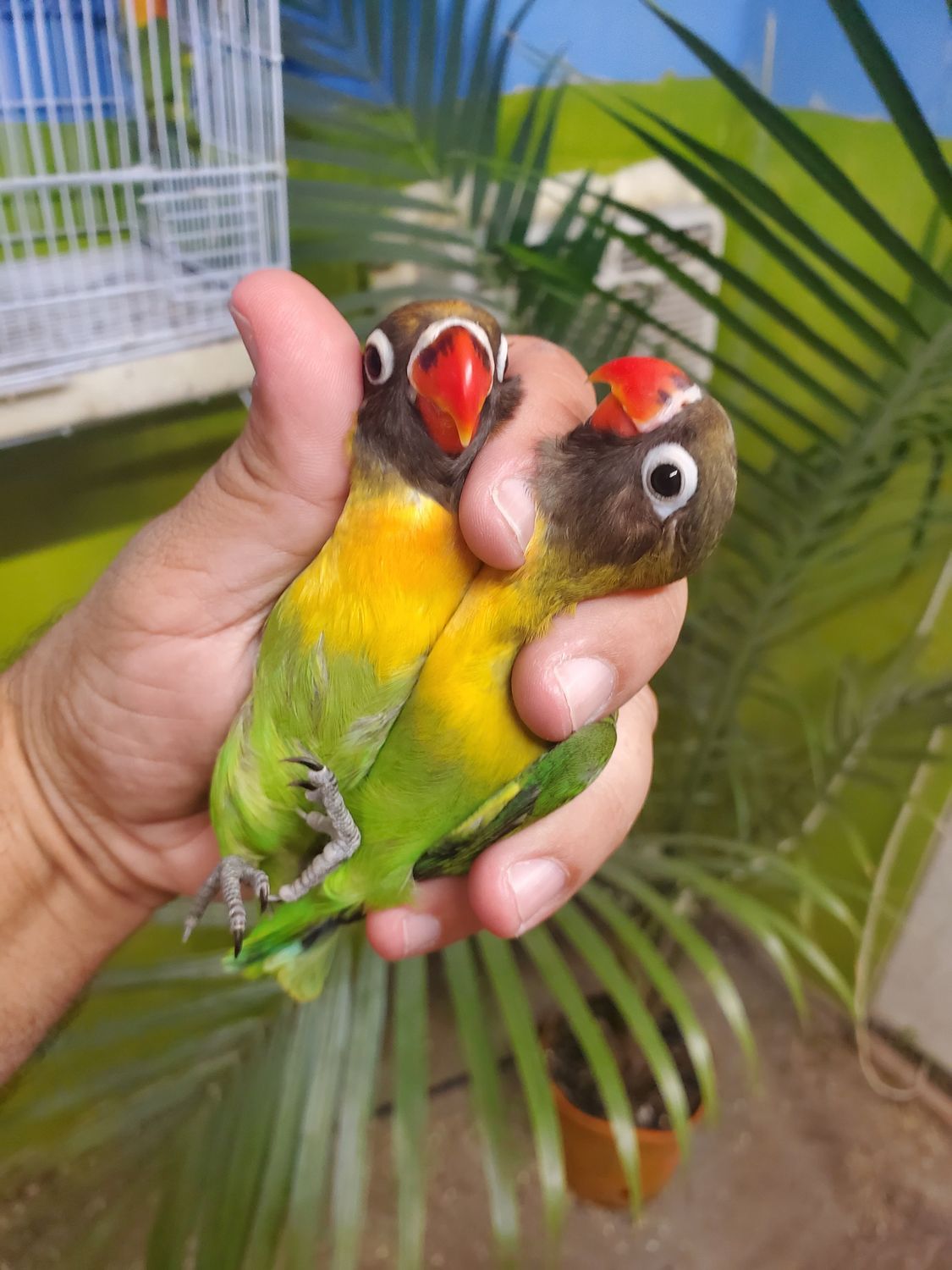 2 black mask Lovebirds Agust Special