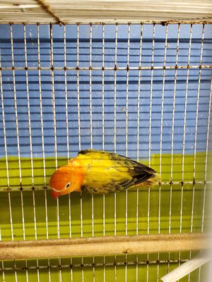 Green fisher locebird