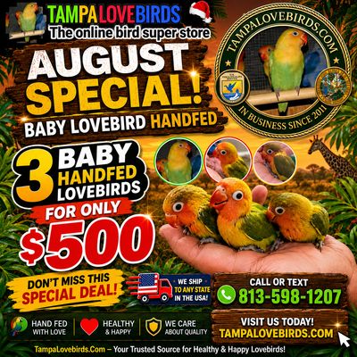 3 baby lovebirds handfed