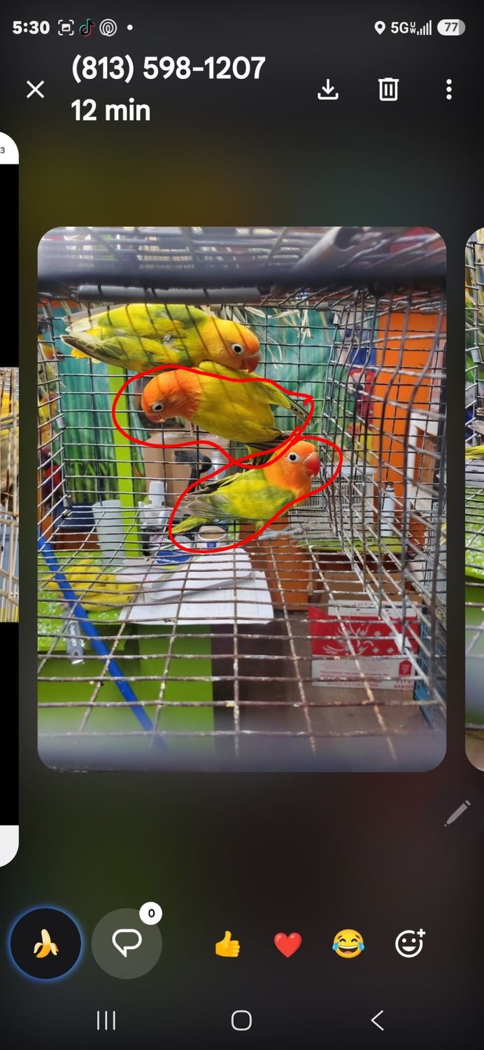 6 lovebirds Agust Special