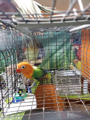 1 Lovebird Agust Special