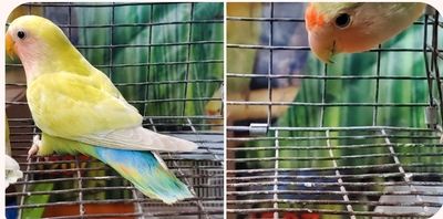 2 Peachface Lovebirds agust special