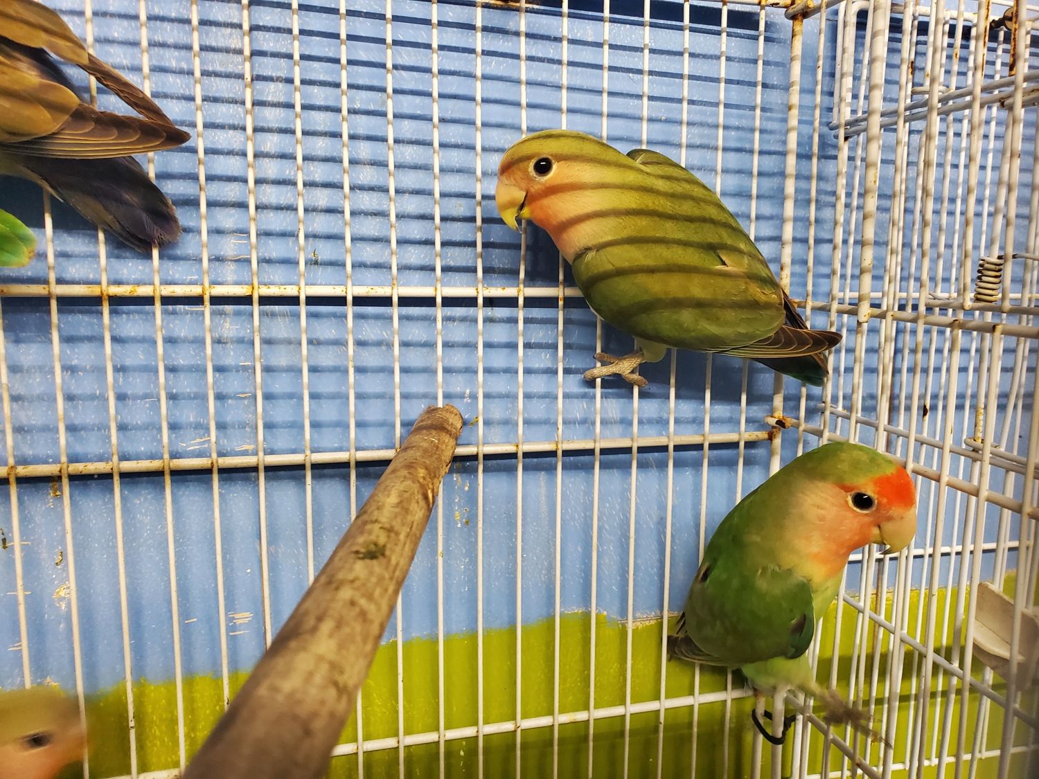 1 Peachface female Lovebird Agust Special