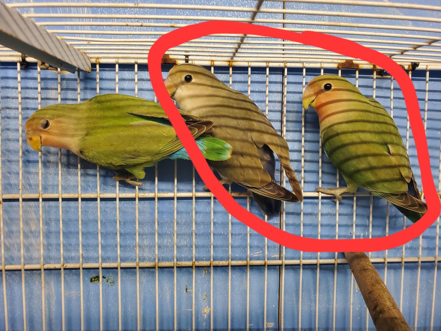 2 Peqchface Lovebirds agust special