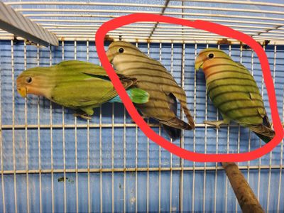 2 Peqchface Lovebirds agust special