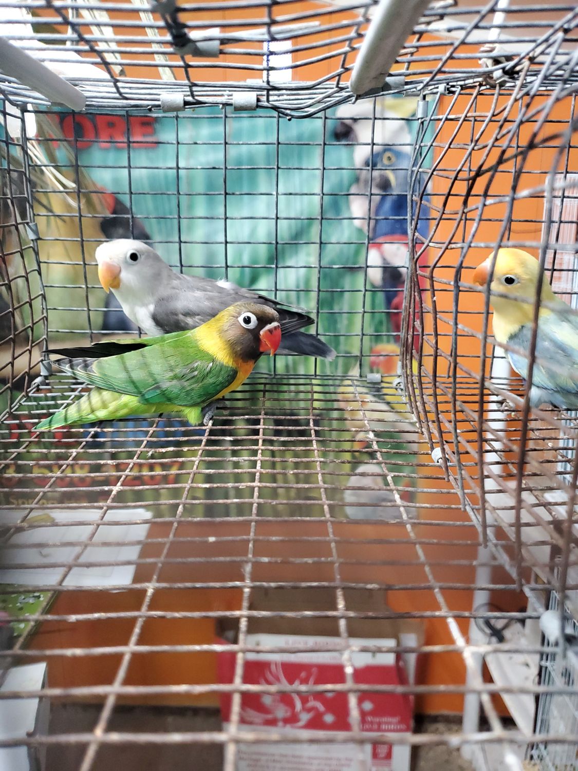 1 Lovebird Black mask  Agust Special