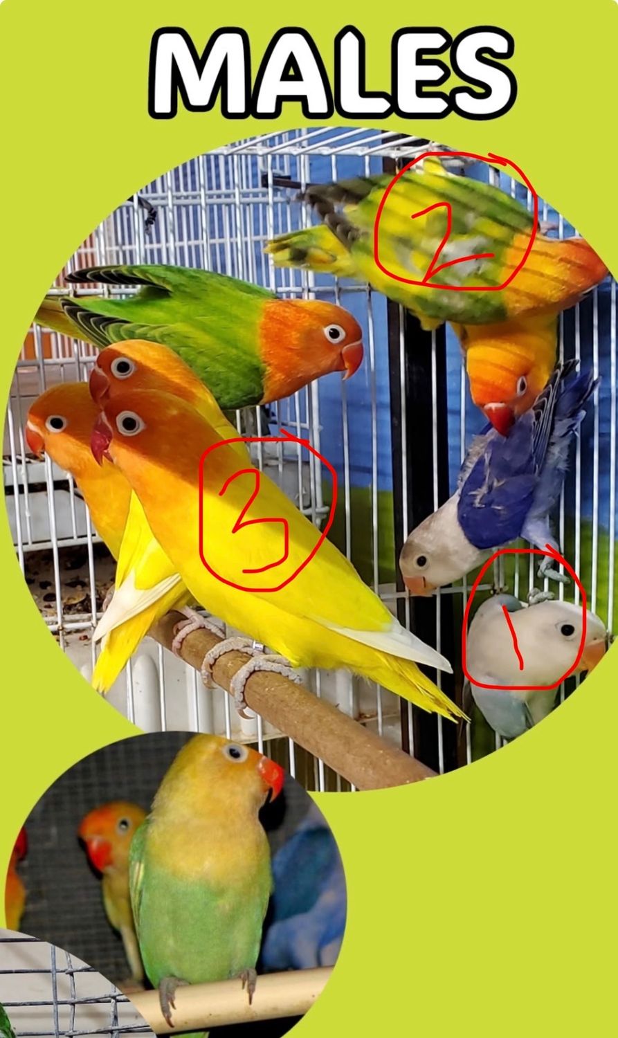 3 Fisher Lovebirds Agust Special