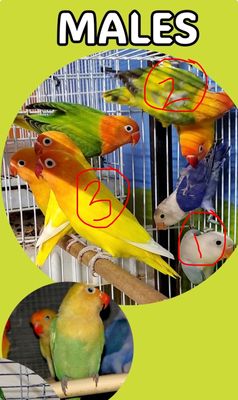 1 Fisher Lovebird Agust Special