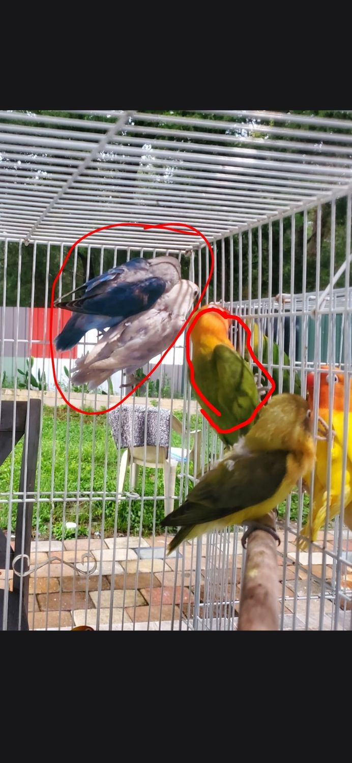 12 lovebirds Agust Special