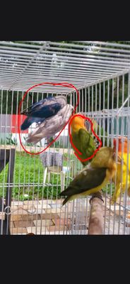 12 lovebirds Agust Special