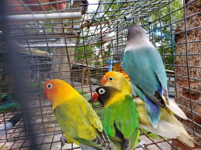 6 Male Lovebirds