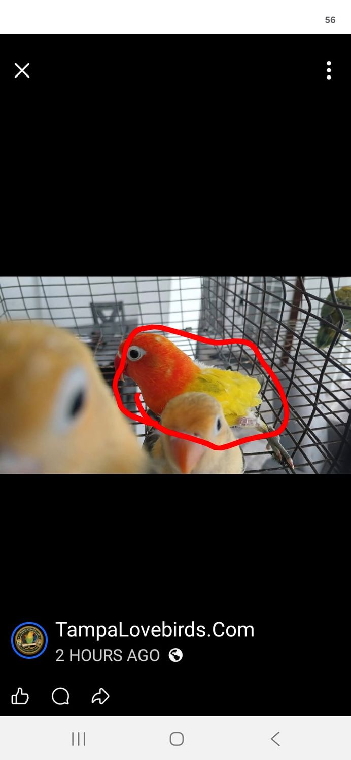 4 Lovebirds  special deal