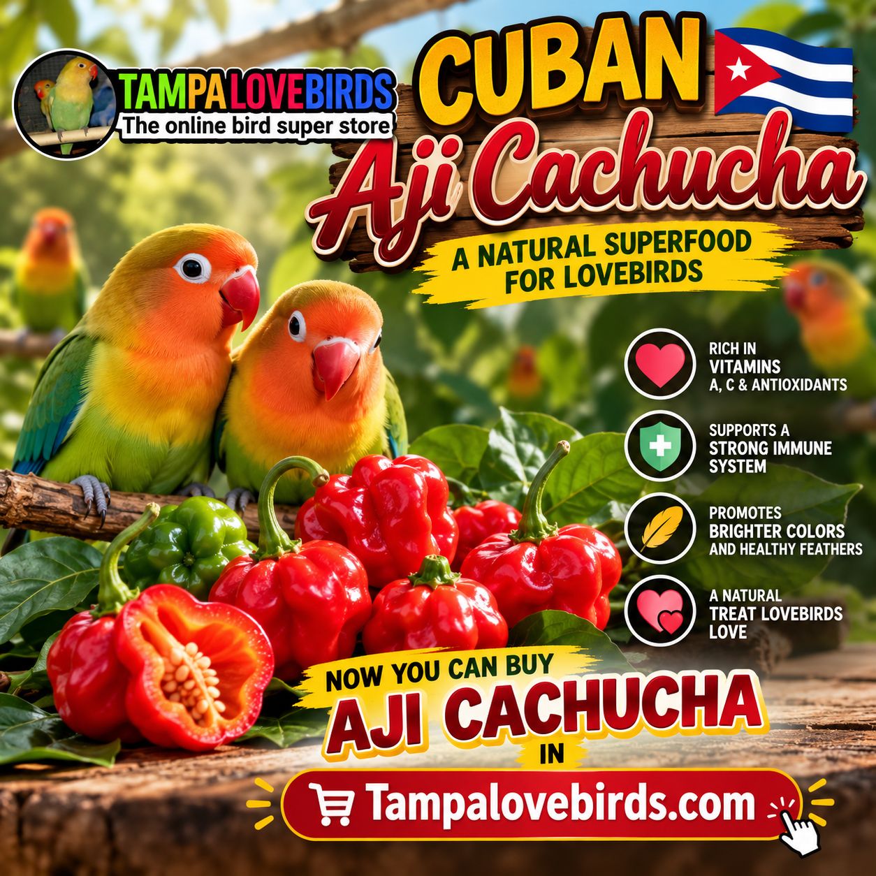 Aji Cachucha For Lovebirds