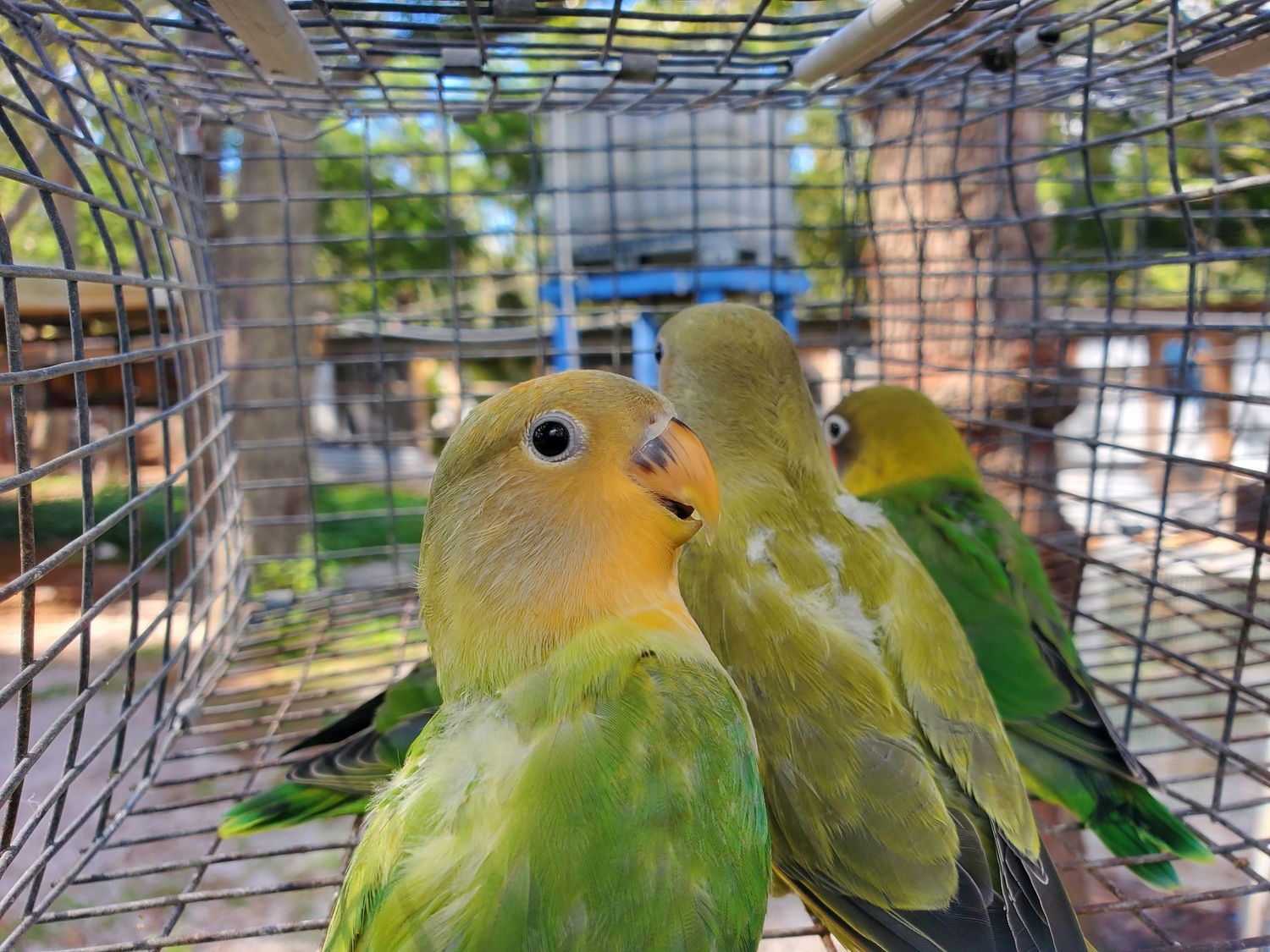 2 Peachface Lovebirds