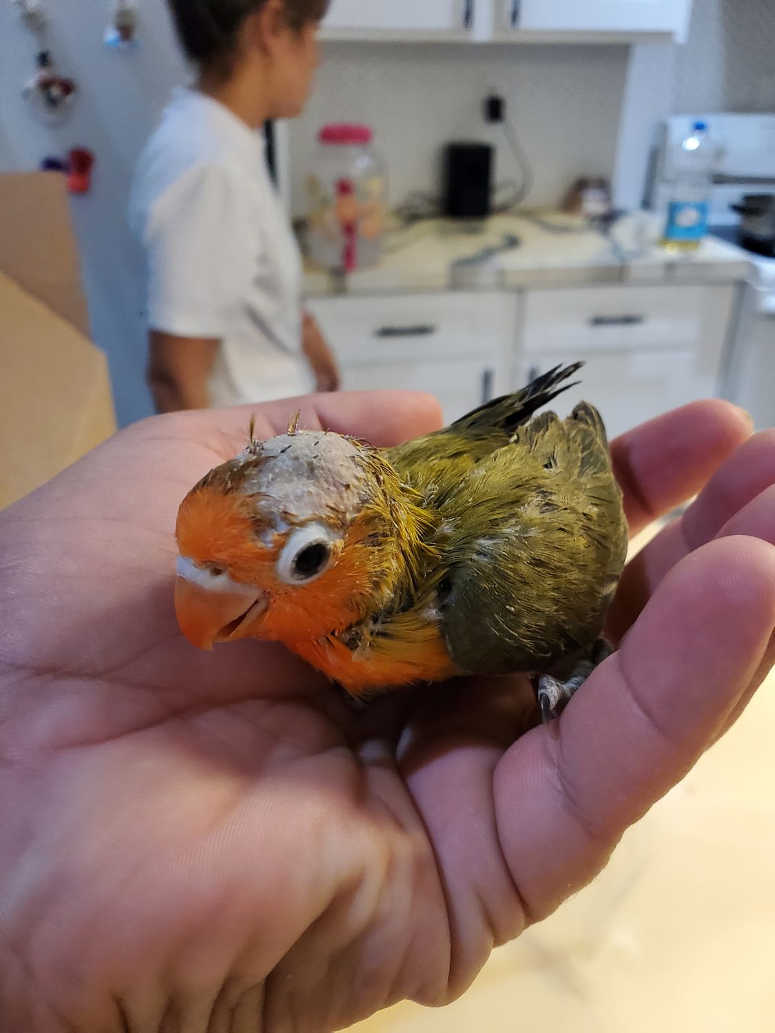 2 Baby Lovebirds for Handfeeding