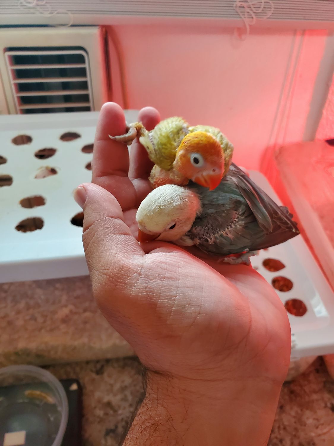 2 Lovebirds Handfed Special ( Free Shipping ) 