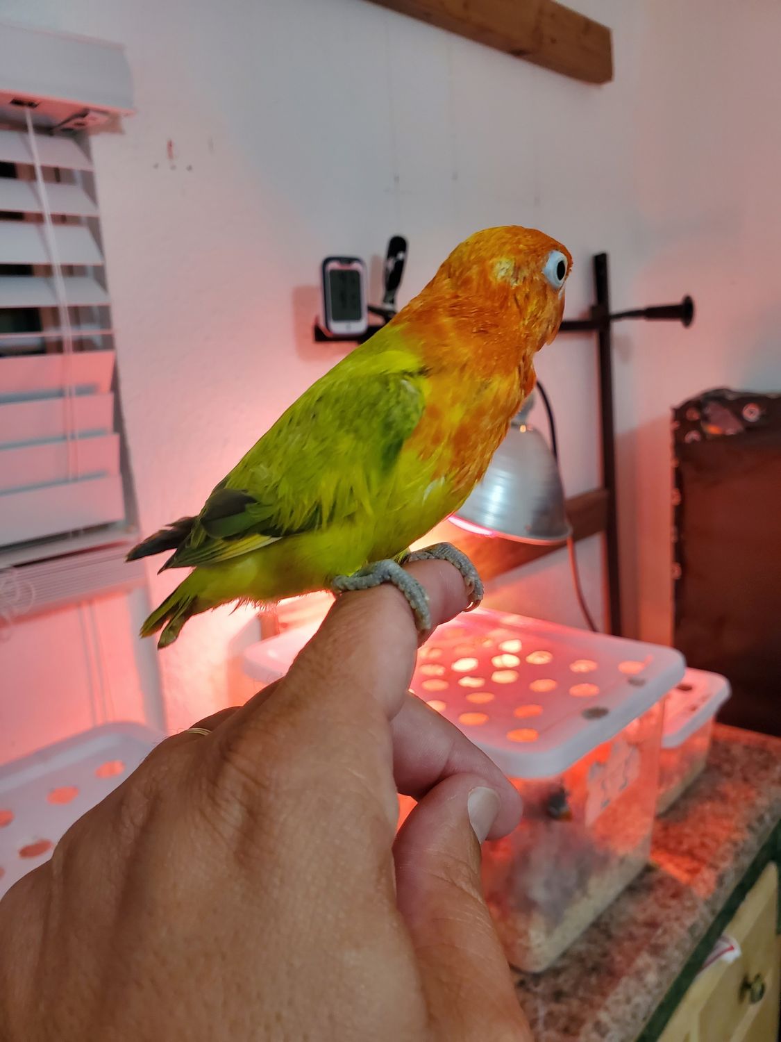 1 Baby Lovebird Handfed