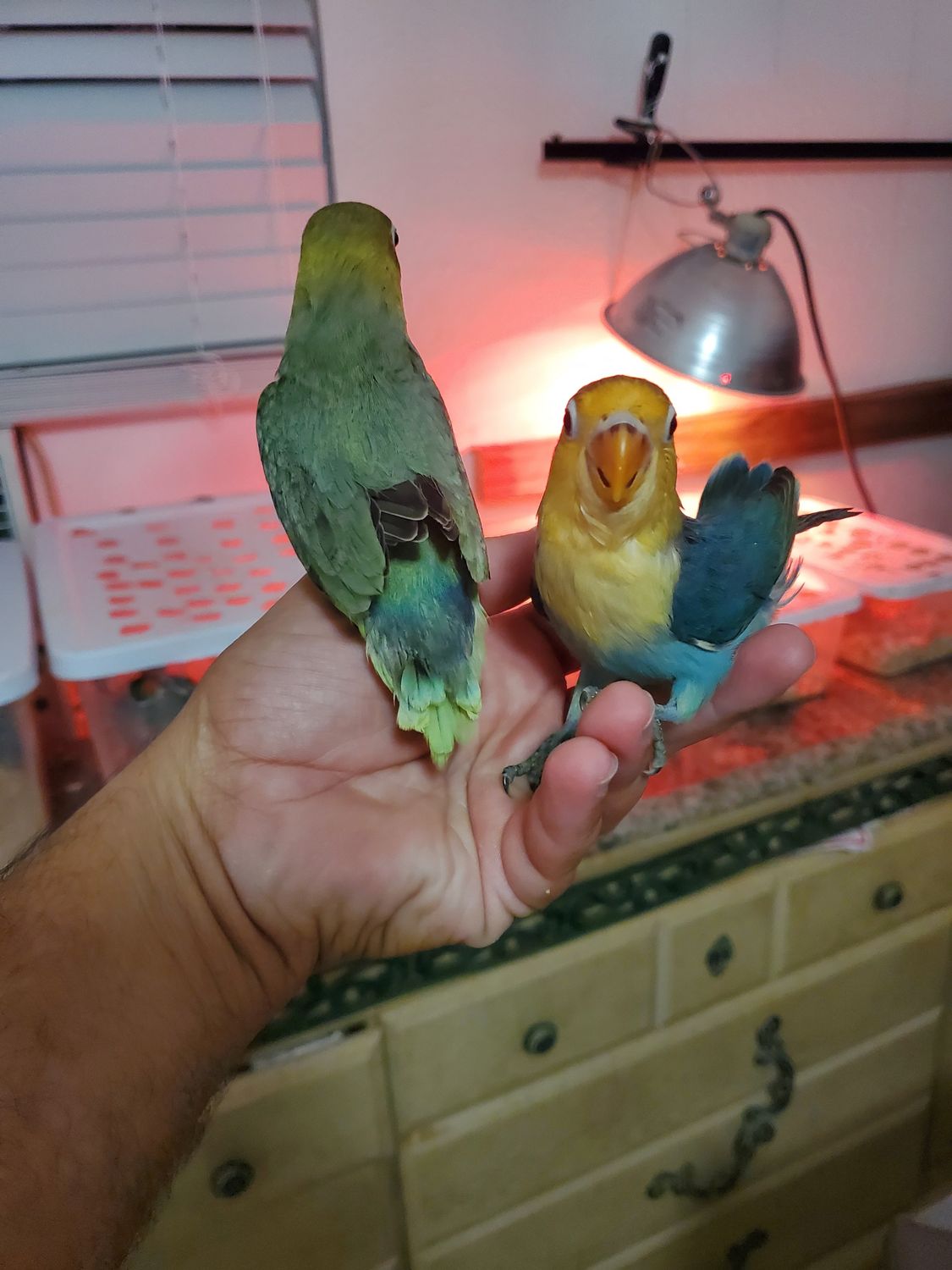 4 Handfed Lovebirds Special