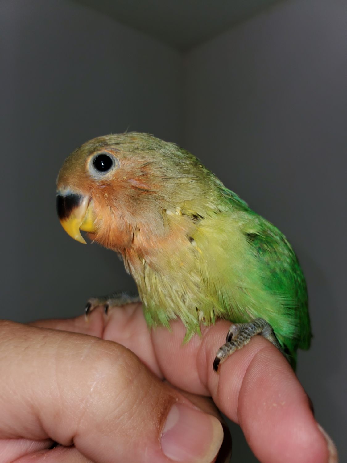 Baby green Opaline Peachface Lovebird handfed