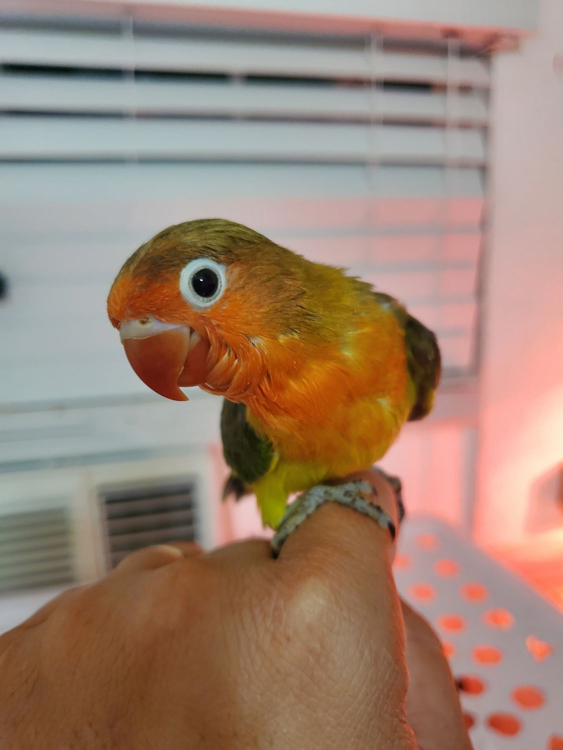 Baby Fisher Lovebird handfed