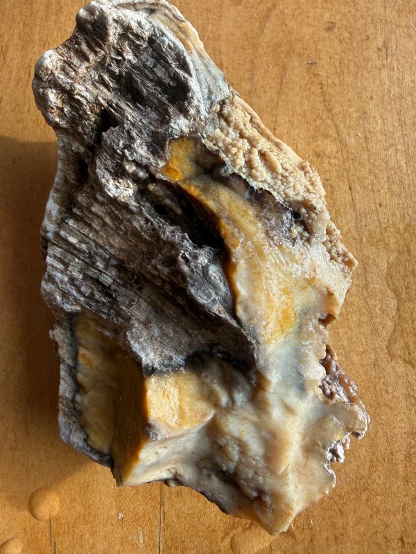 Fossils