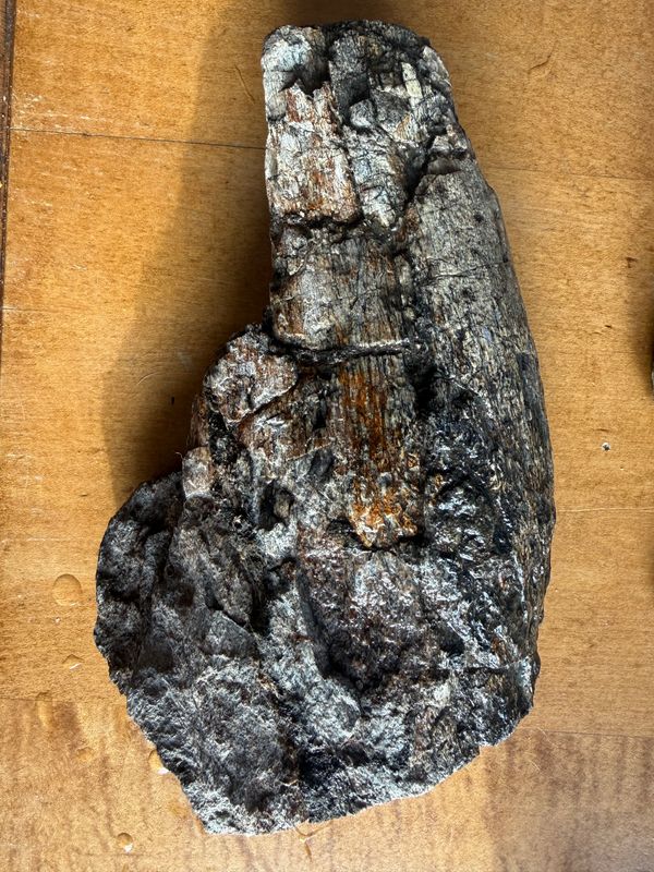 Dinosaur bone from Utah