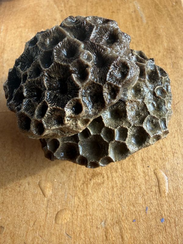 Fossilized Coral