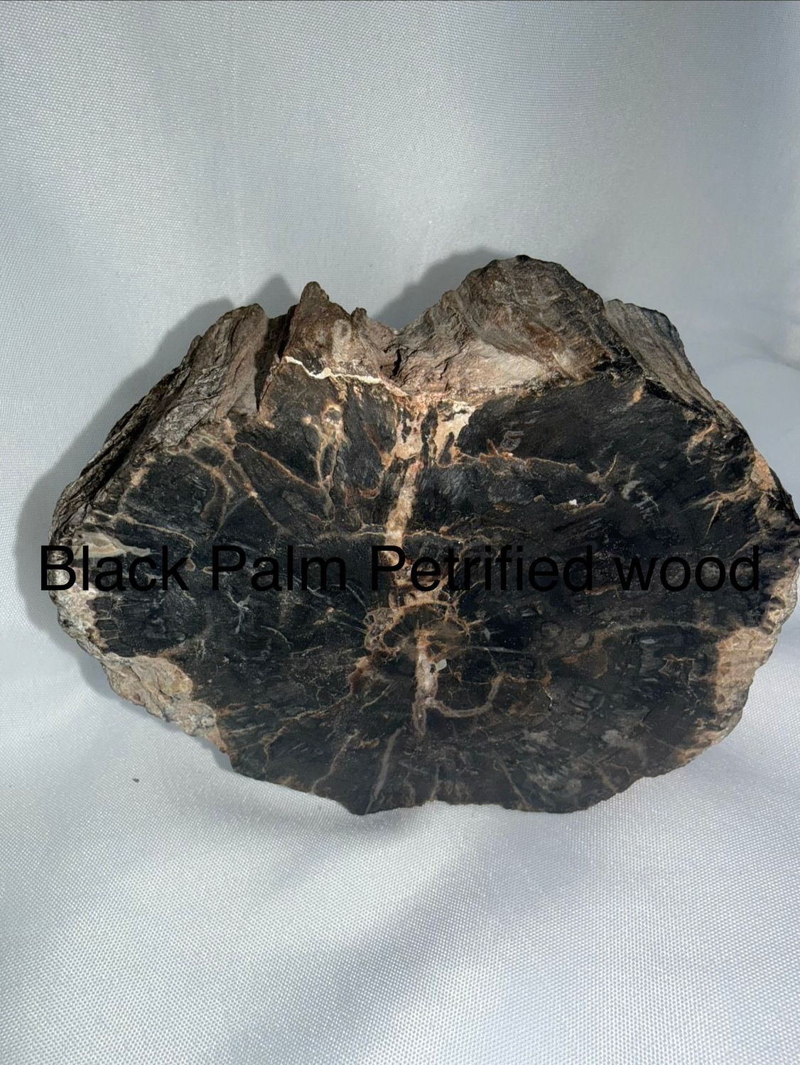 Petrified Black Palm Wood