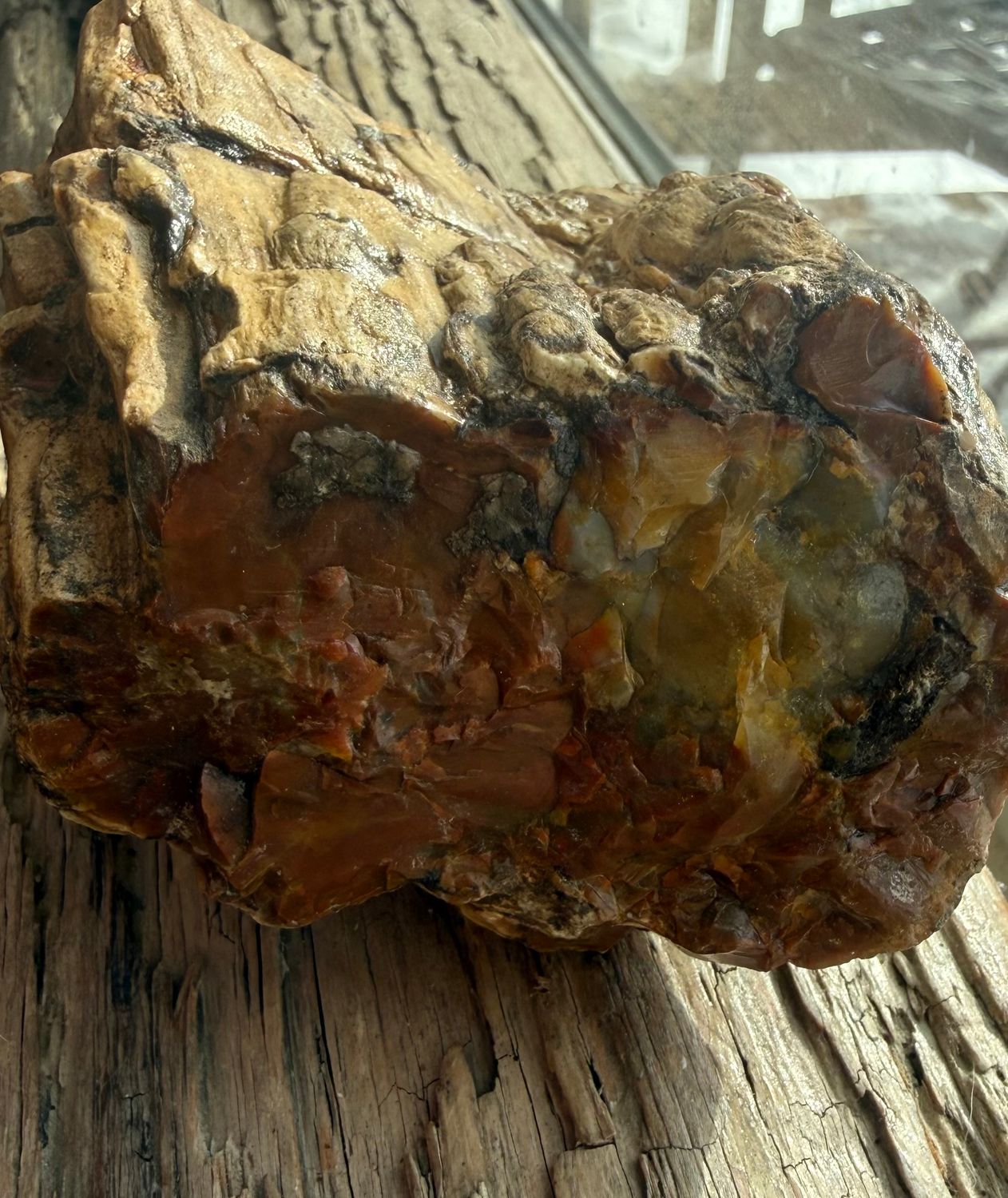 Crystalized rainbow petrified wood