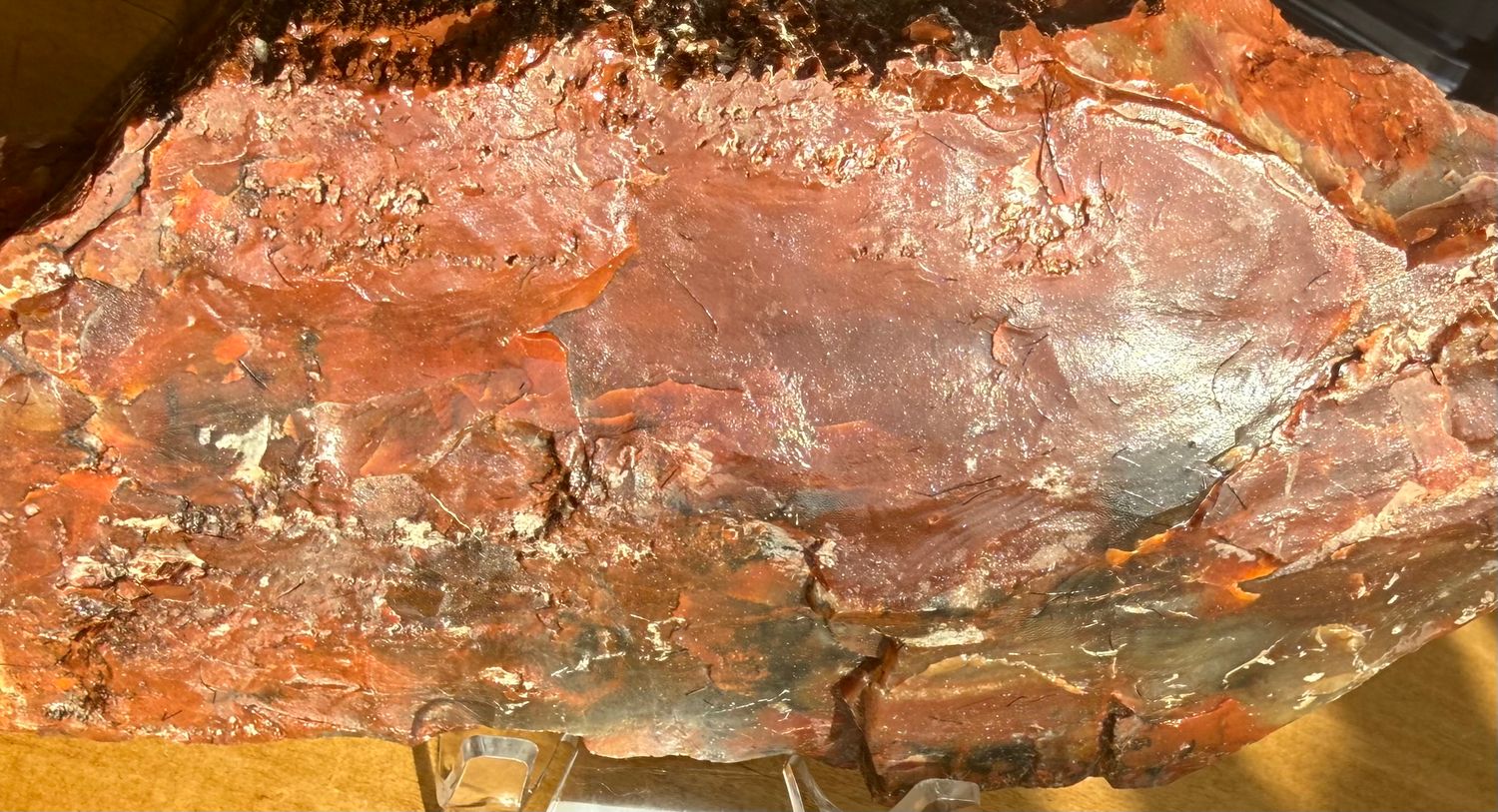 Rainbow Petrified wood polished