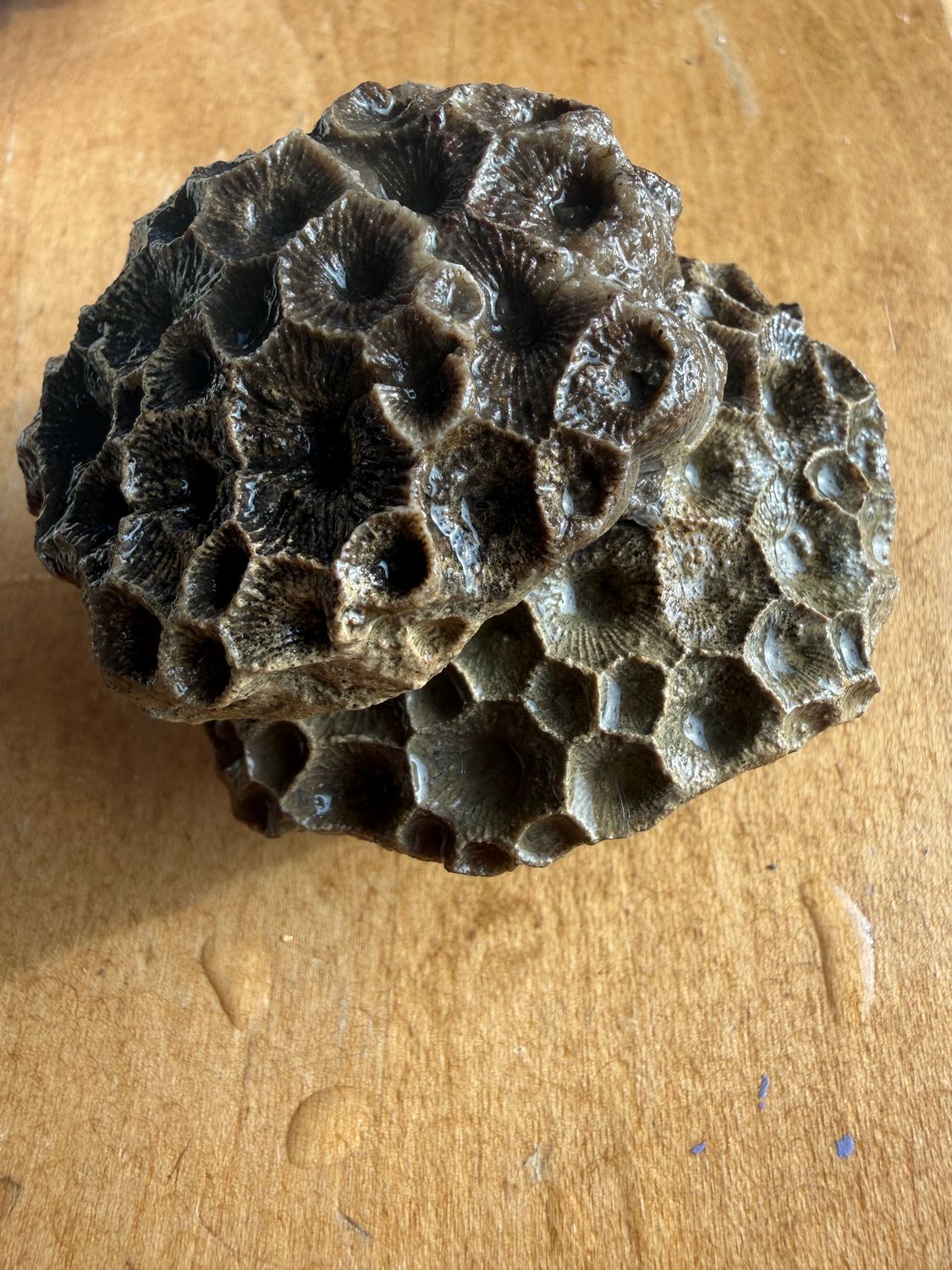 Fossilized Coral