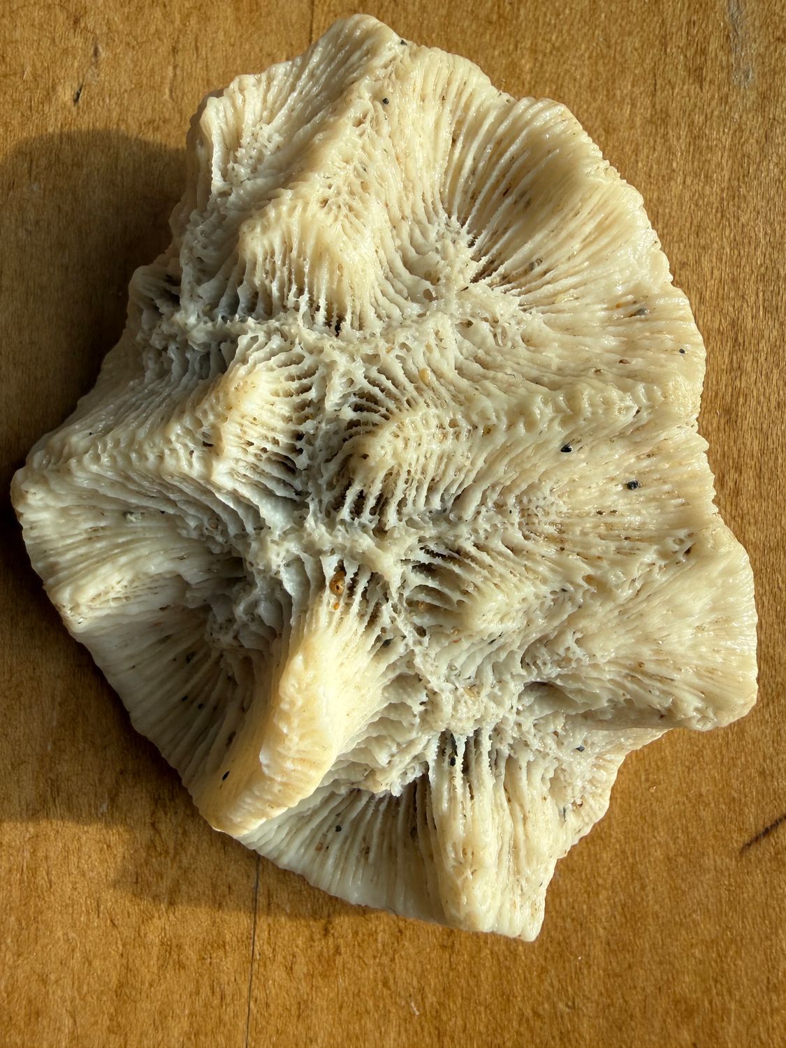 Coral Fossil