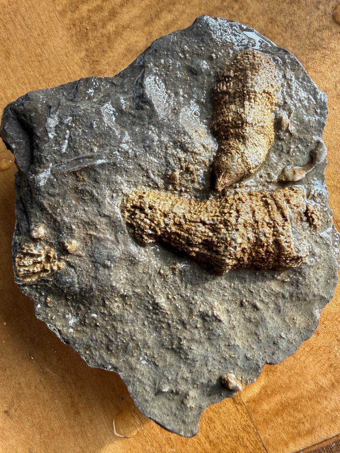 Horn Coral Fossil