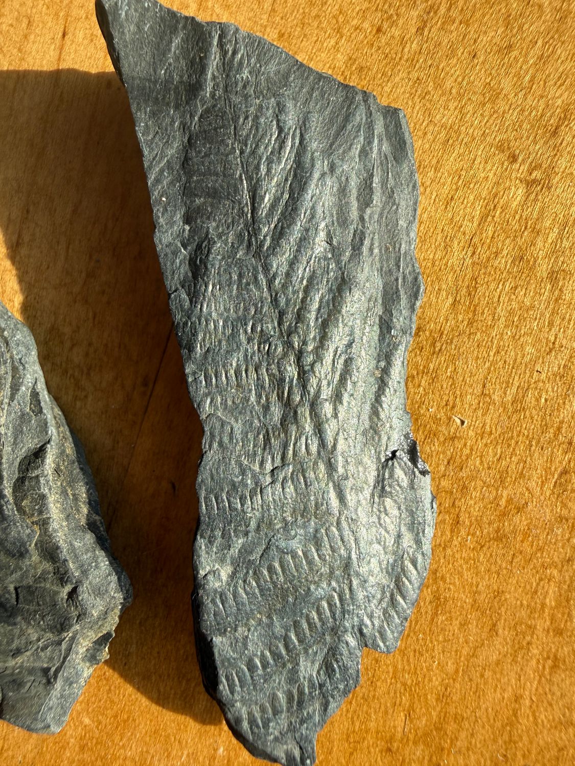 Fern Fossil